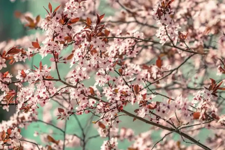 CHERRY BLOSSOM CLOSE UP