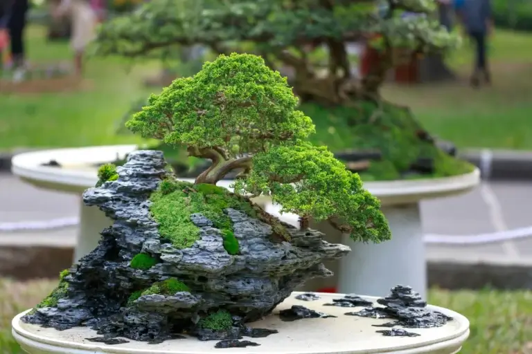 Lush Green Bonsai imn a garden